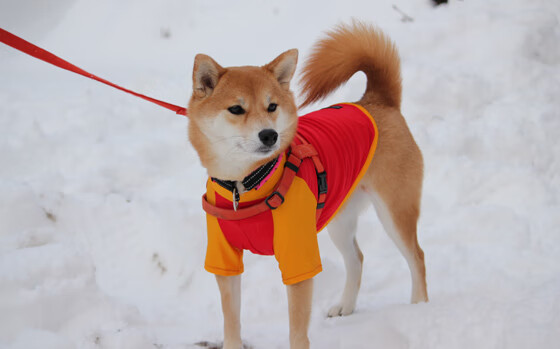 开云体育登录-NBA赛季得分王排行榜，nba赛季得分王排行榜最新