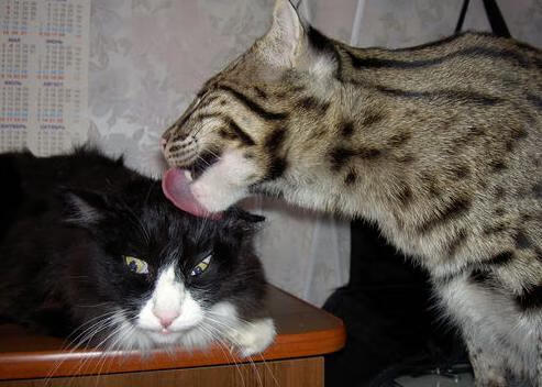 开云体育官网登入-全国老年乒乓球联赛精彩纷呈，乒乓球全国老年组冠军