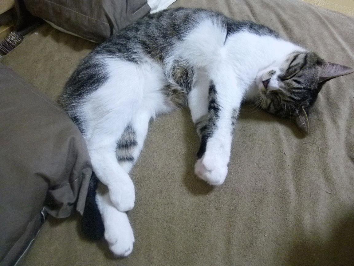 开云体育官网-全黑队的快速推进和精准进攻令人防不胜防,全黑通关