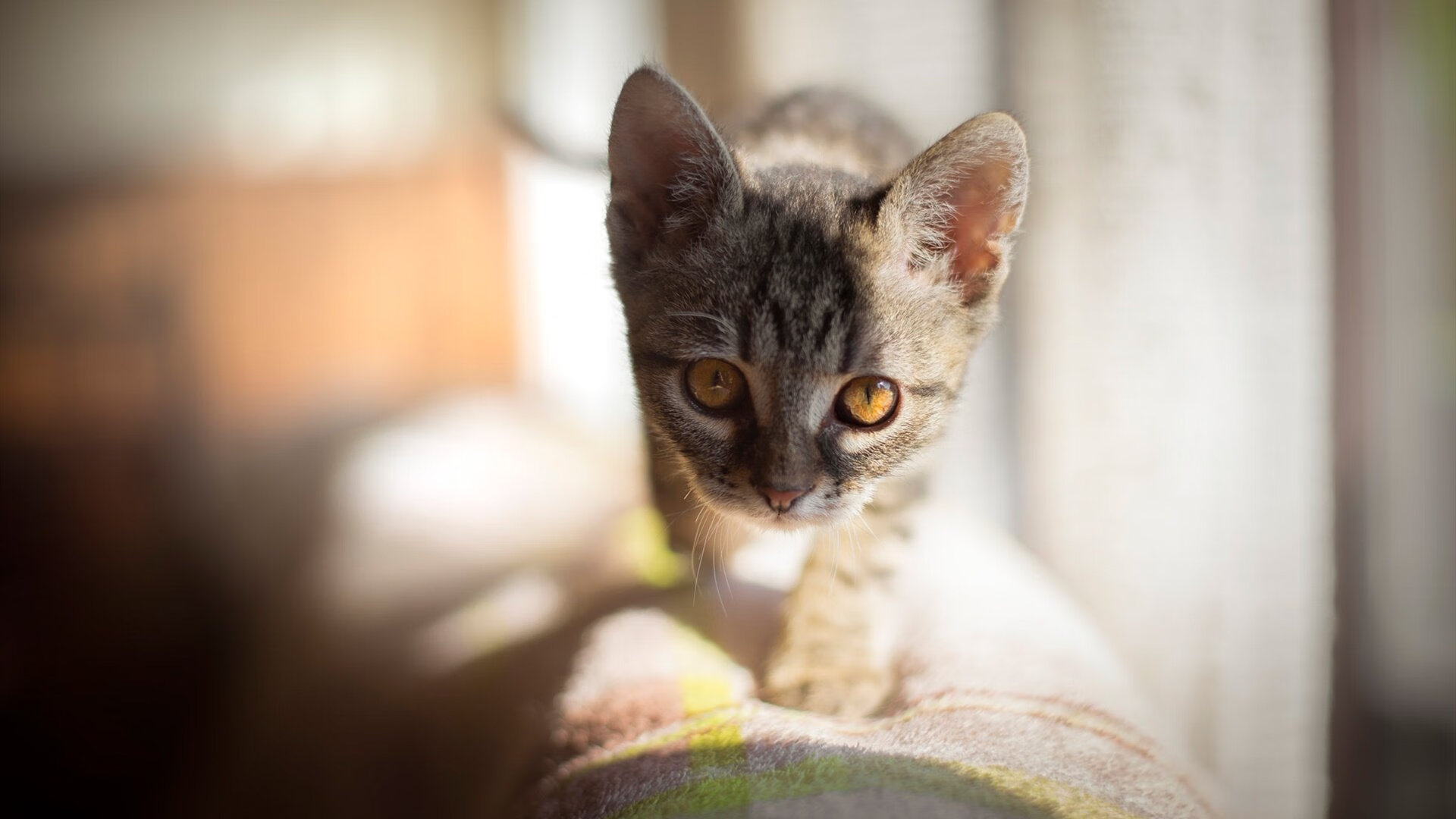 开云在线入口-篮球联赛攻防节奏成为教练研究重点,篮球攻防训练