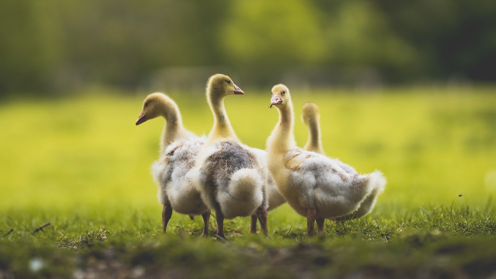 开云体育登录-从跳水看林跃人生的成长与变革,跳水冠军林跃女朋友
