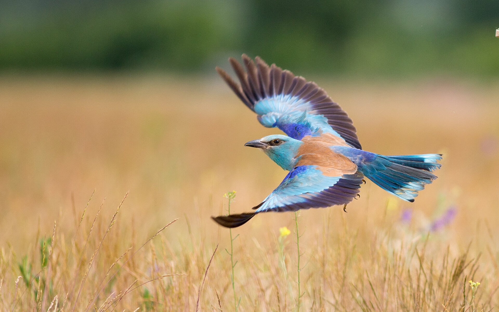 开云体育在线登入-切尔西高效反击压制PSG，战术完胜图赫尔